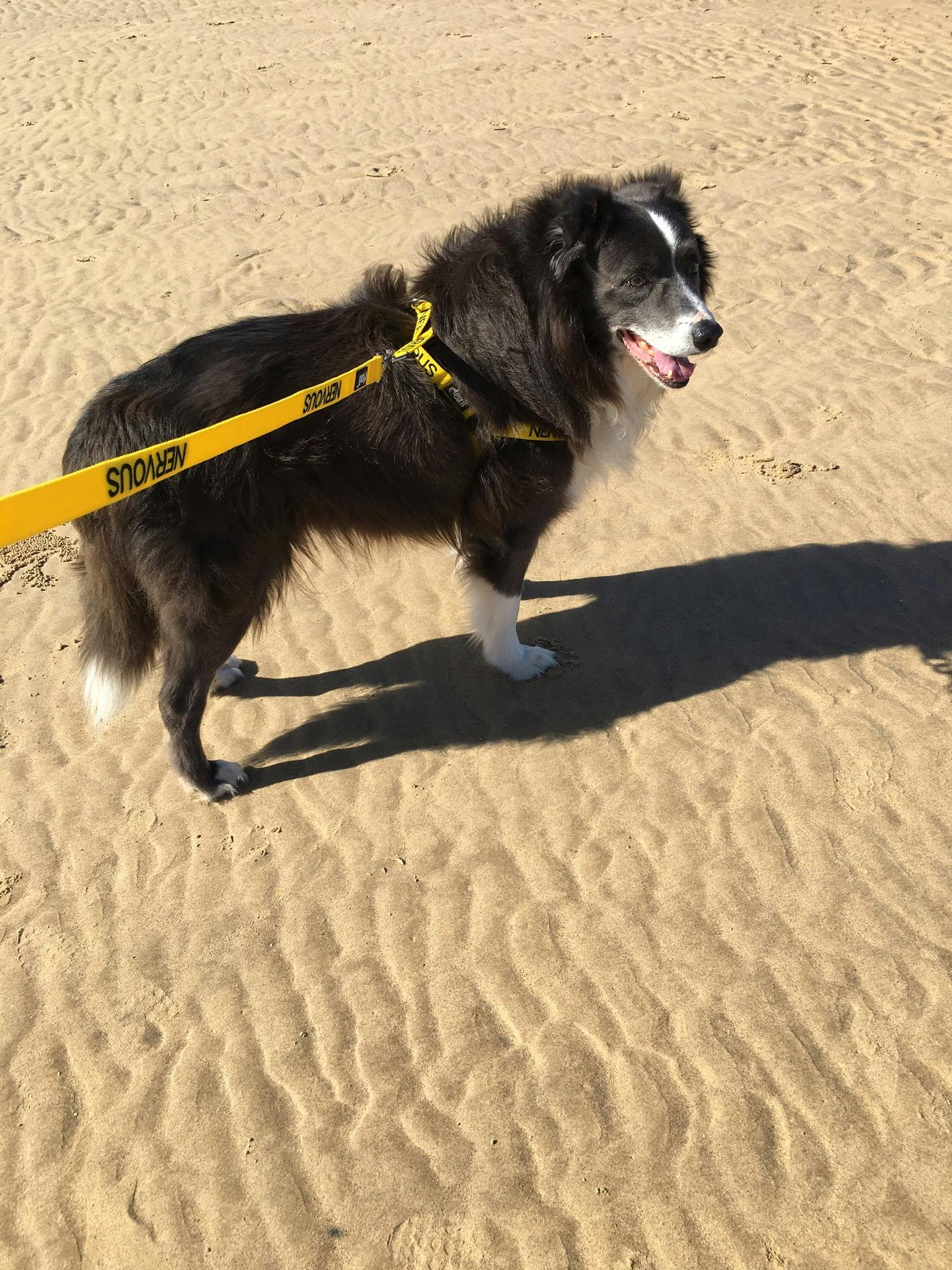 NERVOUS L/XL adjustable Strap Harness Friendly Dog Collars